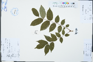  (Meliosma alba - Ge03353)  @11 [ ] CreativeCommons  Attribution Non-Commercial Share-Alike  Unspecified Herbarium of South China Botanical Garden