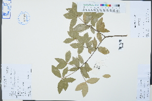  (Quercus acrodonta - Ge03354)  @11 [ ] CreativeCommons  Attribution Non-Commercial Share-Alike  Unspecified Herbarium of South China Botanical Garden