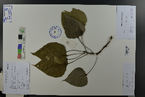  (Populus simonii - Ge03616)  @11 [ ] CreativeCommons  Attribution Non-Commercial Share-Alike  Unspecified Herbarium of South China Botanical Garden