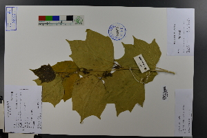  (Alangium platanifolium - Ge03624)  @11 [ ] CreativeCommons  Attribution Non-Commercial Share-Alike  Unspecified Herbarium of South China Botanical Garden