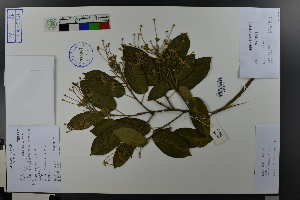  (Malvaceae - Ge03625)  @11 [ ] CreativeCommons  Attribution Non-Commercial Share-Alike  Unspecified Herbarium of South China Botanical Garden