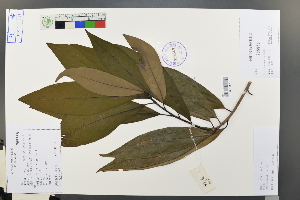  (Lindera megaphylla - Ge03626)  @11 [ ] CreativeCommons  Attribution Non-Commercial Share-Alike  Unspecified Herbarium of South China Botanical Garden
