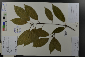  ( - Ge03627)  @11 [ ] CreativeCommons  Attribution Non-Commercial Share-Alike  Unspecified Herbarium of South China Botanical Garden