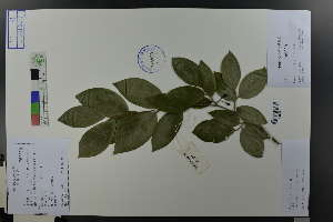  ( - Ge03638)  @11 [ ] CreativeCommons  Attribution Non-Commercial Share-Alike  Unspecified Herbarium of South China Botanical Garden