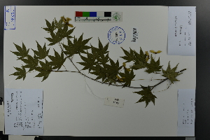  ( - Ge03640)  @11 [ ] CreativeCommons  Attribution Non-Commercial Share-Alike  Unspecified Herbarium of South China Botanical Garden