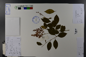  ( - Ge03643)  @11 [ ] CreativeCommons  Attribution Non-Commercial Share-Alike  Unspecified Herbarium of South China Botanical Garden