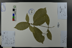  ( - Ge03646)  @11 [ ] CreativeCommons  Attribution Non-Commercial Share-Alike  Unspecified Herbarium of South China Botanical Garden