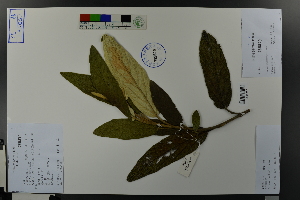  (Viburnum rhytidophyllum - Ge03649)  @11 [ ] CreativeCommons  Attribution Non-Commercial Share-Alike  Unspecified Herbarium of South China Botanical Garden