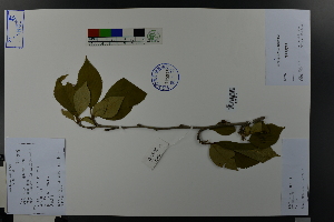  (Prunus yedoensis - Ge03654)  @11 [ ] CreativeCommons  Attribution Non-Commercial Share-Alike  Unspecified Herbarium of South China Botanical Garden