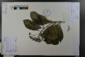  (Stranvaesia - Ge03670)  @11 [ ] CreativeCommons  Attribution Non-Commercial Share-Alike  Unspecified Herbarium of South China Botanical Garden