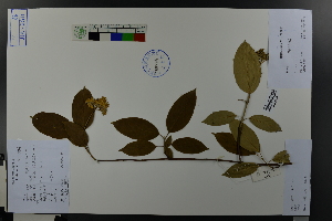  (Cornus sanguinea - Ge04565)  @11 [ ] CreativeCommons  Attribution Non-Commercial Share-Alike  Unspecified Herbarium of South China Botanical Garden
