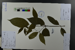  (Cornus walteri - Ge04566)  @11 [ ] CreativeCommons  Attribution Non-Commercial Share-Alike  Unspecified Herbarium of South China Botanical Garden