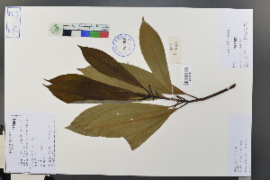  (Machilus leptophylla - Ge03676)  @11 [ ] CreativeCommons  Attribution Non-Commercial Share-Alike  Unspecified Herbarium of South China Botanical Garden