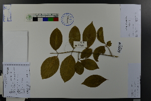  (Euonymus hamiltonianus - Ge03678)  @11 [ ] CreativeCommons  Attribution Non-Commercial Share-Alike  Unspecified Herbarium of South China Botanical Garden