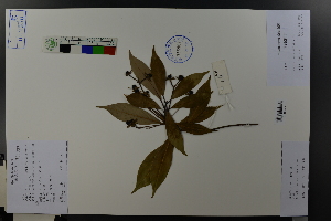  (Machilus thunbergii - Ge03683)  @11 [ ] CreativeCommons  Attribution Non-Commercial Share-Alike  Unspecified Herbarium of South China Botanical Garden