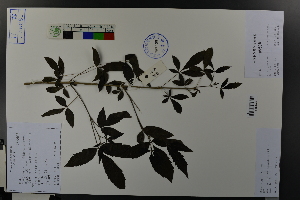  ( - Ge03684)  @11 [ ] CreativeCommons  Attribution Non-Commercial Share-Alike  Unspecified Herbarium of South China Botanical Garden