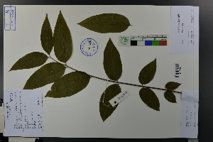 (Toona ciliata - Ge03685)  @11 [ ] CreativeCommons  Attribution Non-Commercial Share-Alike  Unspecified Herbarium of South China Botanical Garden