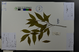  (Huodendron tibeticum - Ge03689)  @11 [ ] CreativeCommons  Attribution Non-Commercial Share-Alike  Unspecified Herbarium of South China Botanical Garden