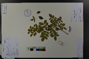  ( - Ge03690)  @11 [ ] CreativeCommons  Attribution Non-Commercial Share-Alike  Unspecified Herbarium of South China Botanical Garden
