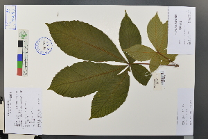  (Aesculus turbinata - Ge03695)  @11 [ ] CreativeCommons  Attribution Non-Commercial Share-Alike  Unspecified Herbarium of South China Botanical Garden