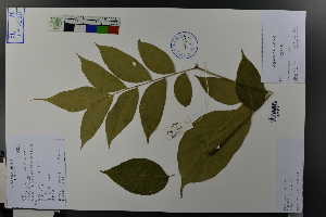  ( - Ge03699)  @11 [ ] CreativeCommons  Attribution Non-Commercial Share-Alike  Unspecified Herbarium of South China Botanical Garden