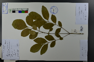  (Fraxinus americana - Ge03700)  @11 [ ] CreativeCommons  Attribution Non-Commercial Share-Alike  Unspecified Herbarium of South China Botanical Garden