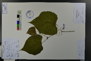  (Tilia miqueliana - Ge03703)  @11 [ ] CreativeCommons  Attribution Non-Commercial Share-Alike  Unspecified Herbarium of South China Botanical Garden