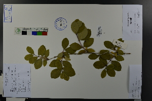  (Lonicera modesta var. lushanensis - Ge03704)  @11 [ ] CreativeCommons  Attribution Non-Commercial Share-Alike  Unspecified Herbarium of South China Botanical Garden