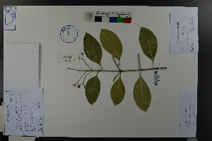  ( - Ge03705)  @11 [ ] CreativeCommons  Attribution Non-Commercial Share-Alike  Unspecified Herbarium of South China Botanical Garden