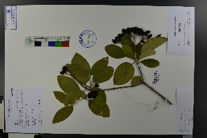  (Viburnum macrocephalum - Ge03706)  @11 [ ] CreativeCommons  Attribution Non-Commercial Share-Alike  Unspecified Herbarium of South China Botanical Garden