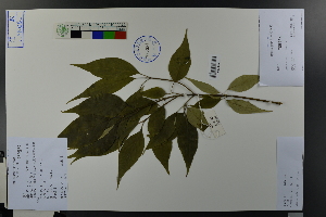  (Cornus wilsoniana - Ge03707)  @11 [ ] CreativeCommons  Attribution Non-Commercial Share-Alike  Unspecified Herbarium of South China Botanical Garden