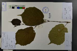  (Corylus heterophylla var. sutchuenensis - Ge03708)  @11 [ ] CreativeCommons  Attribution Non-Commercial Share-Alike  Unspecified Herbarium of South China Botanical Garden