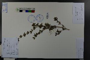  (Serissa japonica - Ge03709)  @11 [ ] CreativeCommons  Attribution Non-Commercial Share-Alike  Unspecified Herbarium of South China Botanical Garden