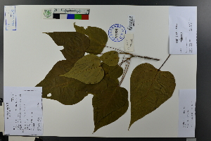  (Catalpa - Ge03710)  @11 [ ] CreativeCommons  Attribution Non-Commercial Share-Alike  Unspecified Herbarium of South China Botanical Garden