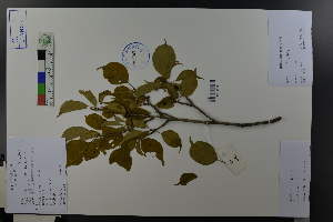  (Armeniaca mume - Ge03720)  @11 [ ] CreativeCommons  Attribution Non-Commercial Share-Alike  Unspecified Herbarium of South China Botanical Garden