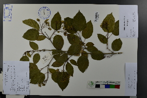  (Acer tataricum subsp. ginnala - Ge03722)  @11 [ ] CreativeCommons  Attribution Non-Commercial Share-Alike  Unspecified Herbarium of South China Botanical Garden