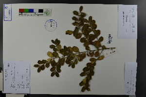  (Buxus sinica - Ge03725)  @11 [ ] CreativeCommons  Attribution Non-Commercial Share-Alike  Unspecified Herbarium of South China Botanical Garden
