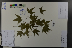  ( - Ge03726)  @11 [ ] CreativeCommons  Attribution Non-Commercial Share-Alike  Unspecified Herbarium of South China Botanical Garden