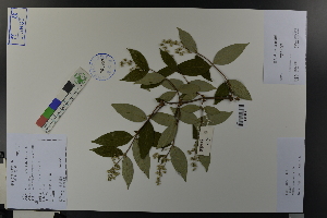  (Deutzia ningpoensis - Ge03728)  @11 [ ] CreativeCommons  Attribution Non-Commercial Share-Alike  Unspecified Herbarium of South China Botanical Garden
