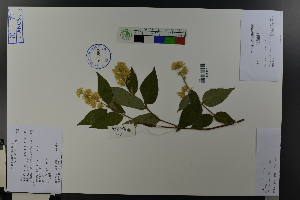  (Deutzia crenata - Ge03729)  @11 [ ] CreativeCommons  Attribution Non-Commercial Share-Alike  Unspecified Herbarium of South China Botanical Garden