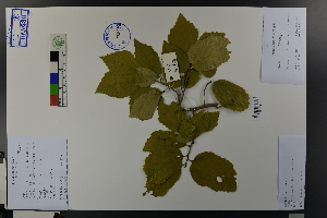  ( - Ge03733)  @11 [ ] CreativeCommons  Attribution Non-Commercial Share-Alike  Unspecified Herbarium of South China Botanical Garden