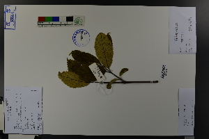  (Viburnum brachybotryum - Ge04568)  @11 [ ] CreativeCommons  Attribution Non-Commercial Share-Alike  Unspecified Herbarium of South China Botanical Garden
