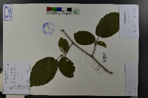  (Corylus - Ge03738)  @11 [ ] CreativeCommons  Attribution Non-Commercial Share-Alike  Unspecified Herbarium of South China Botanical Garden