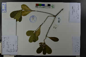  (Pittosporum tobira - Ge03741)  @11 [ ] CreativeCommons  Attribution Non-Commercial Share-Alike  Unspecified Herbarium of South China Botanical Garden