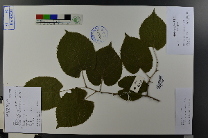  (Tilia henryana var. subglabra - Ge03744)  @11 [ ] CreativeCommons  Attribution Non-Commercial Share-Alike  Unspecified Herbarium of South China Botanical Garden