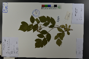  (Rubus coreanus - Ge04570)  @11 [ ] CreativeCommons  Attribution Non-Commercial Share-Alike  Unspecified Herbarium of South China Botanical Garden