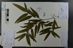 (Quercus phellos - Ge03746)  @11 [ ] CreativeCommons  Attribution Non-Commercial Share-Alike  Unspecified Herbarium of South China Botanical Garden