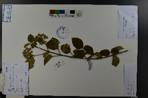  (Viburnum fordiae - Ge03748)  @11 [ ] CreativeCommons  Attribution Non-Commercial Share-Alike  Unspecified Herbarium of South China Botanical Garden