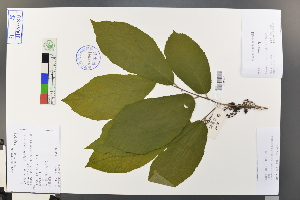  ( - Ge03756)  @11 [ ] CreativeCommons  Attribution Non-Commercial Share-Alike  Unspecified Herbarium of South China Botanical Garden