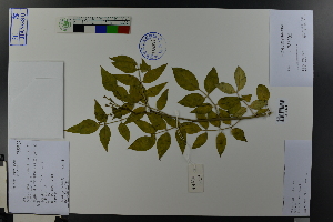  (Jasminum odoratissimum - Ge03757)  @11 [ ] CreativeCommons  Attribution Non-Commercial Share-Alike  Unspecified Herbarium of South China Botanical Garden
